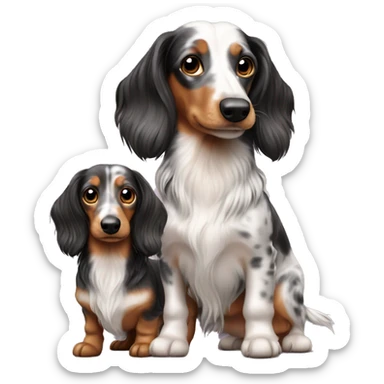 Two tri merle long hair dachshunds together  sticker