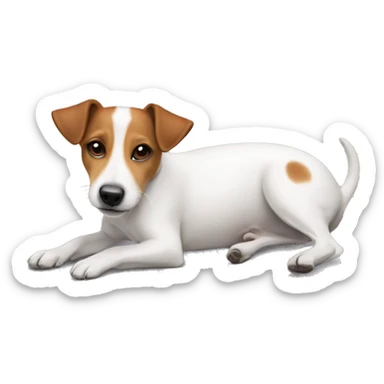 dog Jack Russell Terrier laying on her back sticker
