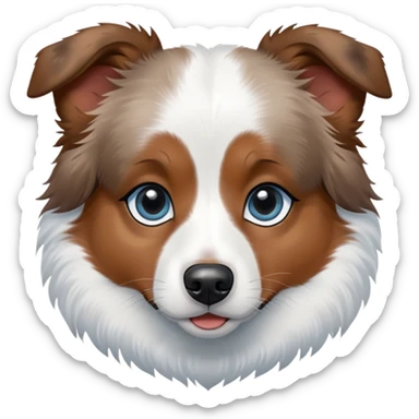 A mini Australian shepherd with white hair and black spots over her eyes. One eye is light blue, and the other is brown sticker