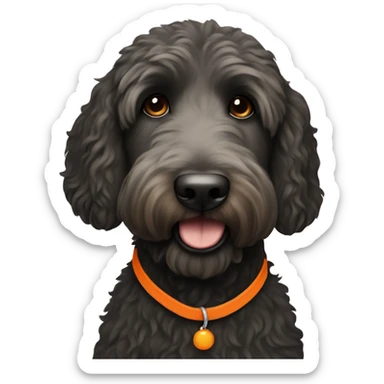 Black straight hair labradoodle with an orange collar sticker