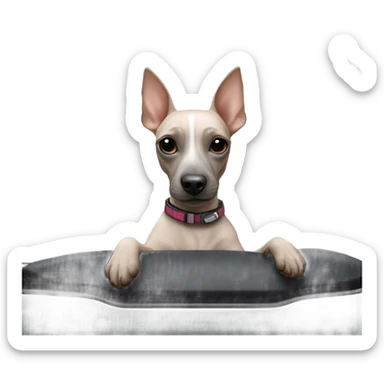 American Hairless Terrier with bmw sticker