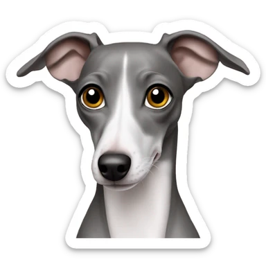 Italian greyhound grey sticker