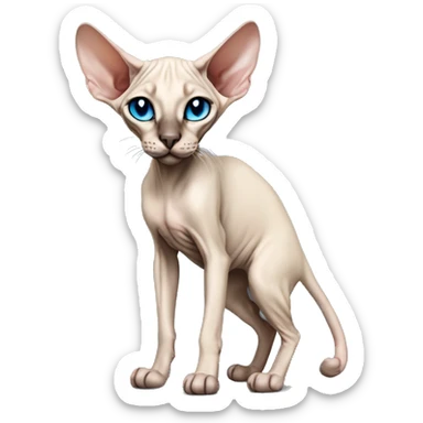 Siamese Sphynx Peterbald  cat with blue eyes, full thin body stand, black nose ears and tail sticker