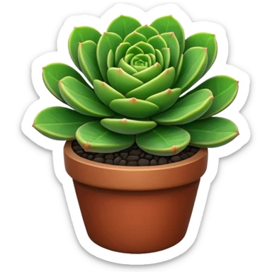 CRASSULA sticker