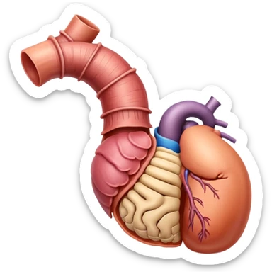 human esophagus and stomach anatomically correct together sticker