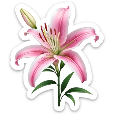 single Bi-Colored Oriental Lily, straight stem sticker