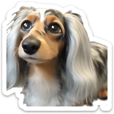 Tri Merle long haired Dachshund  sticker