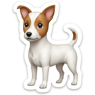 a fully white jack russell the size of a kelpie with floppy ears and a half white face sticker