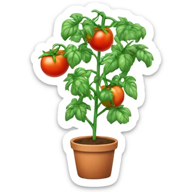 Tomato plant with trellis sticker