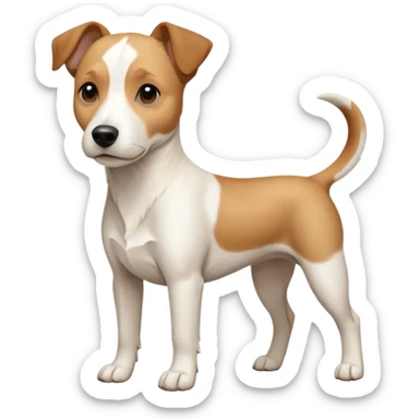 a full body facing front on of a buff white beagle cross jack russell terrier looking dog the size of a kelpie with light brown long ears resting on its face and a light brown patch above one eye and a large snout. the rest of the dog is completely white.  sticker