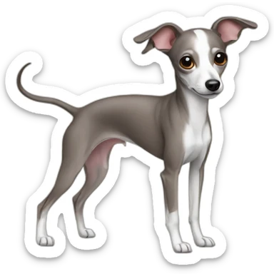 italian greyhound chihuahua sticker