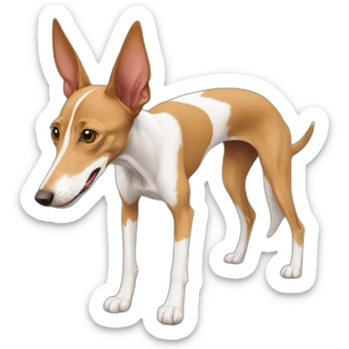 Podenco espagnol sticker
