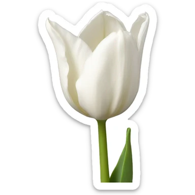 White tulip sticker