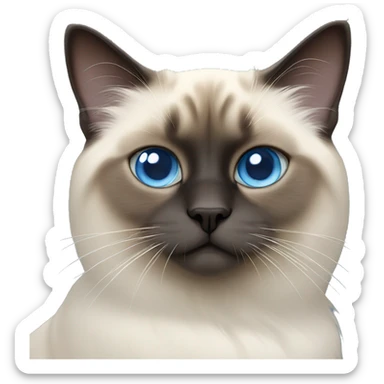 blue eye birman cat sticker