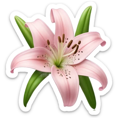 light pink lilium sticker