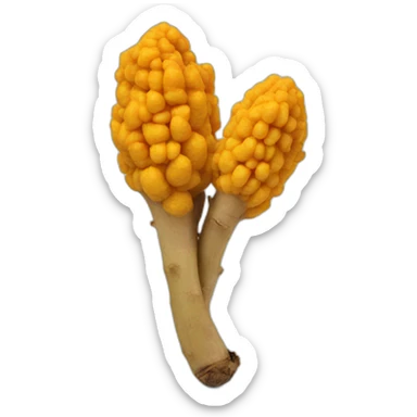 Tumeric root sticker