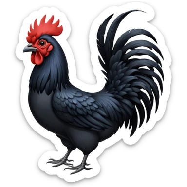 Ayam cemani rooster with black wattle black beak black comb black sticker