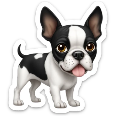 Boston terrier with one side of face white sticker