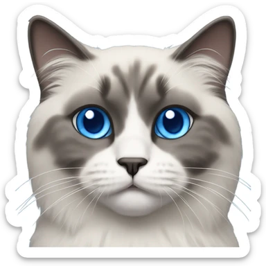 Blue point ragdoll cat with short length hair, with blue eyes, dark face and white body sticker