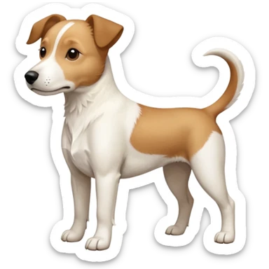a full body facing front on of a buff white beagle cross jack russell terrier looking dog the size of a kelpie with light brown long ears resting on its face and a light brown patch above one eye and a large snout. the rest of the dog is completely white.  sticker