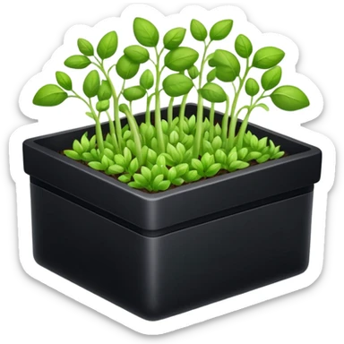 aromatic sprouts black box sticker