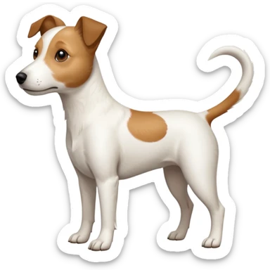 a full body white jack russel looking dog the size of a kelpie with light brown ears and a light brown patch on one eye, flopped down ears and a large snout sticker