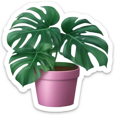 Monstera flower violet color in a pink-colored pot sticker