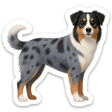 Australian Shepherd/Blue Heeler mix sticker