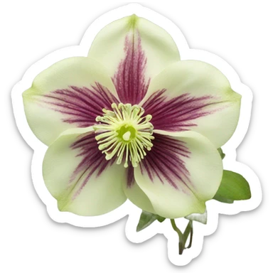 Hellebores  sticker