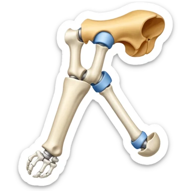 Articulacion de la cadera y femur  sticker