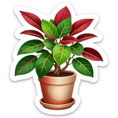 Ficus elastica red Variegata in a pot sticker