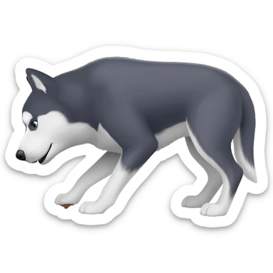 pes husky v pozici kdy kaká hovínka ze zadku sticker