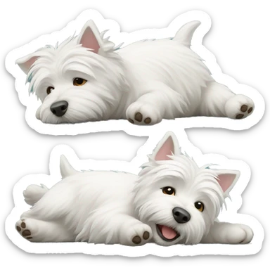 white west highland terrier lying and rolling sticker