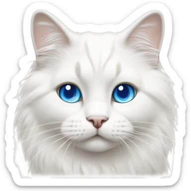 All White Ragdoll cat whit blue eyes walking  sticker