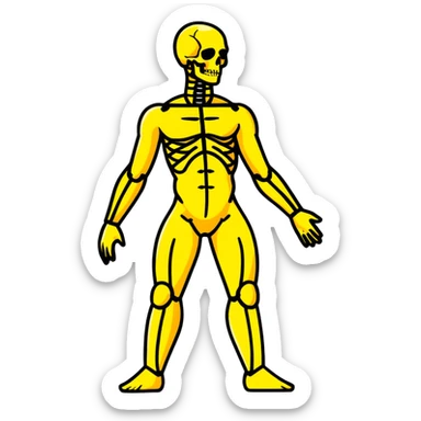 Full human body, anatomical figure, standing pose sticker