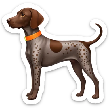  Brown German shorthair pointer with spot on back and neon orange collar  sticker
