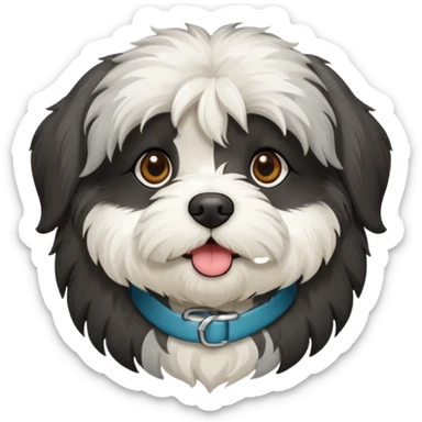 Black Havanese with white chest and greyish around mouth sticker