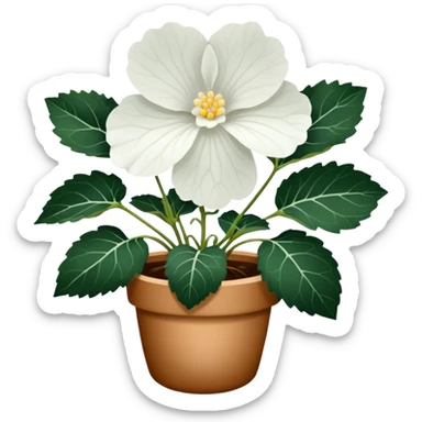 super realistic white begonia sticker