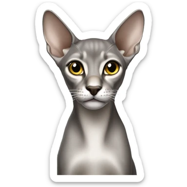 Silver Abyssinian with a missing left ear sticker