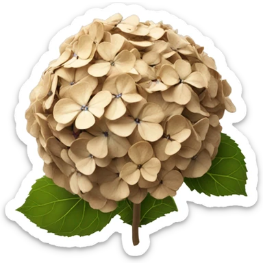 Hydrangea flower that has turned completely brown and dried up sticker