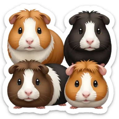 6 guinea pigs 2 black 1 creme 1 black and brown 1 white 1 white back and brown sticker