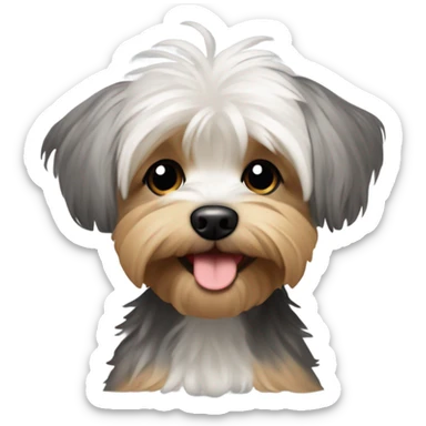yorkie bichon mix. dog with grey and tan messy fur. dark brown eyes, mouth closed.  sticker