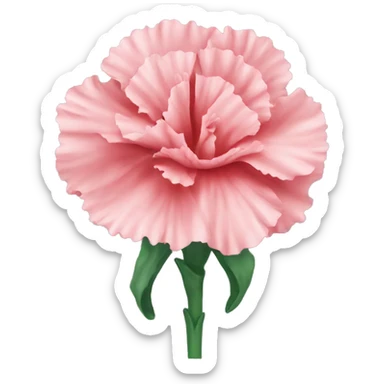 Carnation flower sticker
