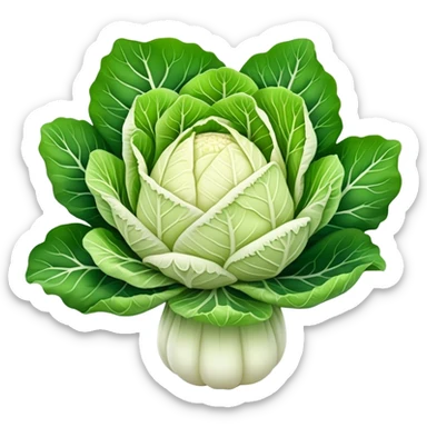 Napa Cabbage plant  sticker