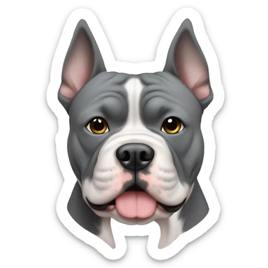 gray American bully with white muzzle and erect ears sticker