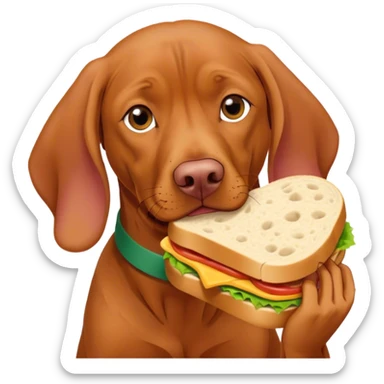 Hungarian vizlas eating sandwhich  sticker
