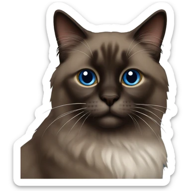 solid dark brown ragdoll cat sticker