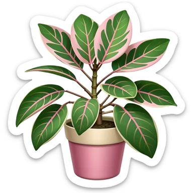 ficus elastica tineke rubber plant sticker