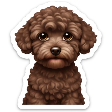 chocolate color maltipoo sticker