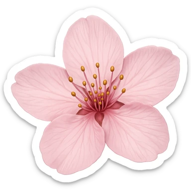 single pink cherry blossom flower, no background sticker